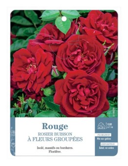 Rosier à fleurs groupées ROUGE (FONCÉ) *