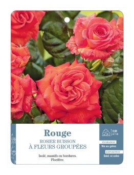 Rosier à fleurs groupées ROUGE (ORANGÉ) *