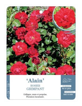 Rosier grimpant ALAIN *
