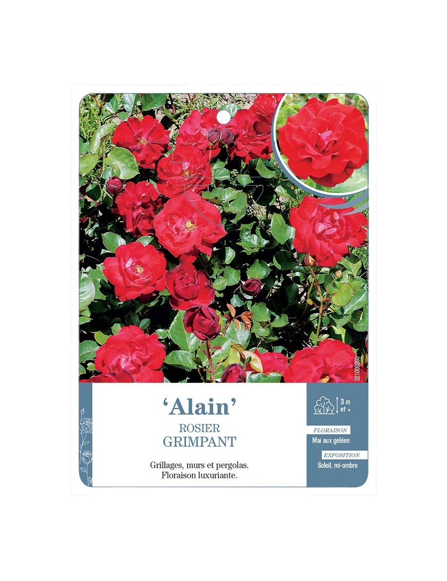 Rosier grimpant ALAIN *
