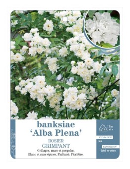 Rosier grimpant BANKSIAE ALBA *