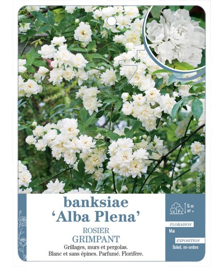Rosier grimpant BANKSIAE ALBA *
