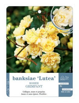 Rosier grimpant BANKSIAE LUTEA