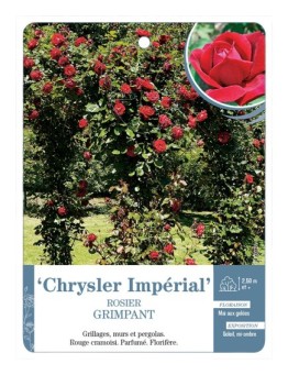Rosier grimpant CHRYSLER IMPERIAL *