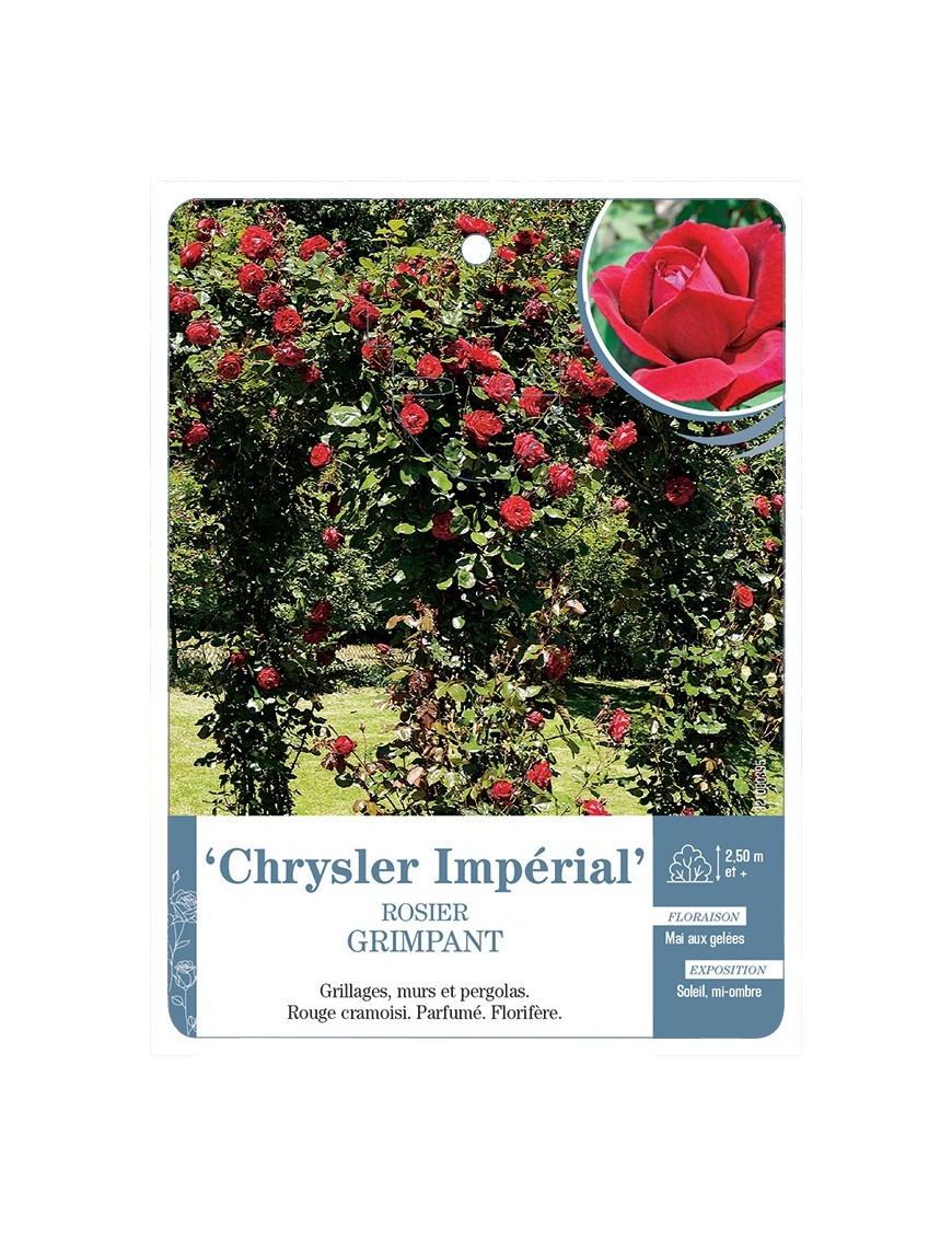 Rosier grimpant CHRYSLER IMPERIAL *