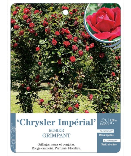 Rosier grimpant CHRYSLER IMPERIAL *