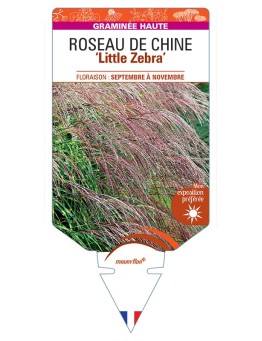 MISCANTHUS sinensis Little Zebra voir Roseau de Chine