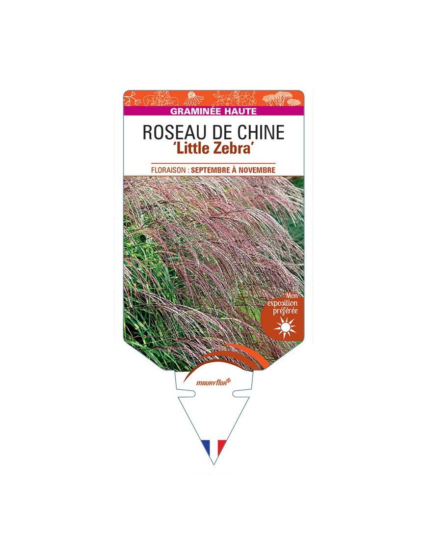 MISCANTHUS sinensis Little Zebra voir Roseau de Chine