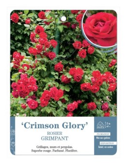 Rosier grimpant CRIMSON GLORY *