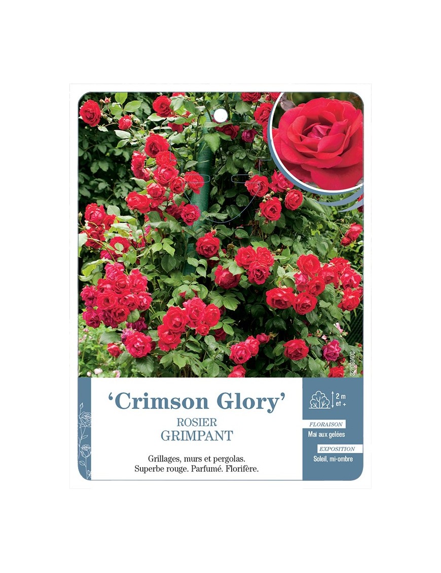 Rosier grimpant CRIMSON GLORY *