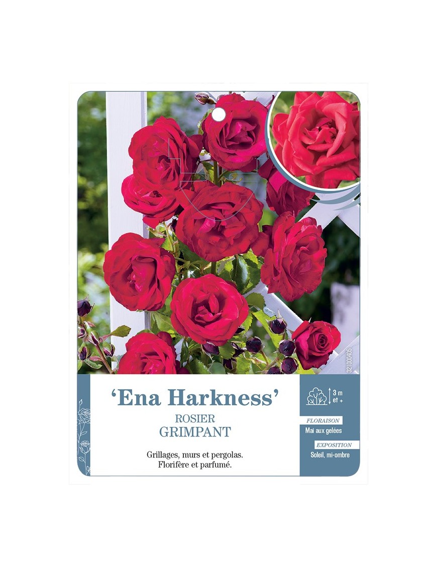 Rosier grimpant ENA HARKNESS *