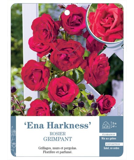 Rosier grimpant ENA HARKNESS *
