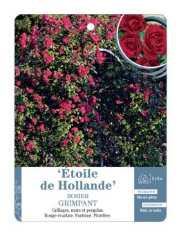 Rosier grimpant ETOILE DE HOLLANDE *