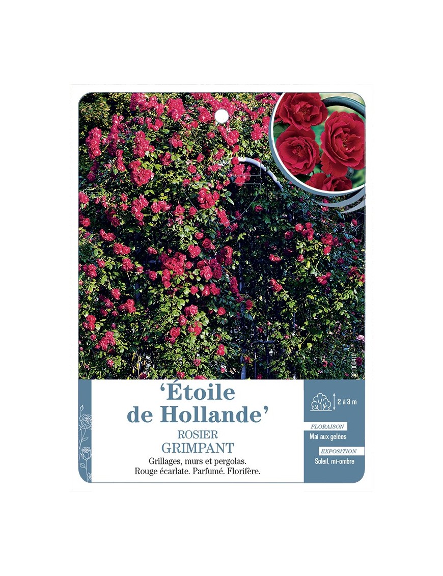 Rosier grimpant ETOILE DE HOLLANDE *