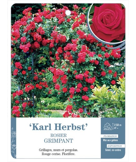 Rosier grimpant KARL HERBST *
