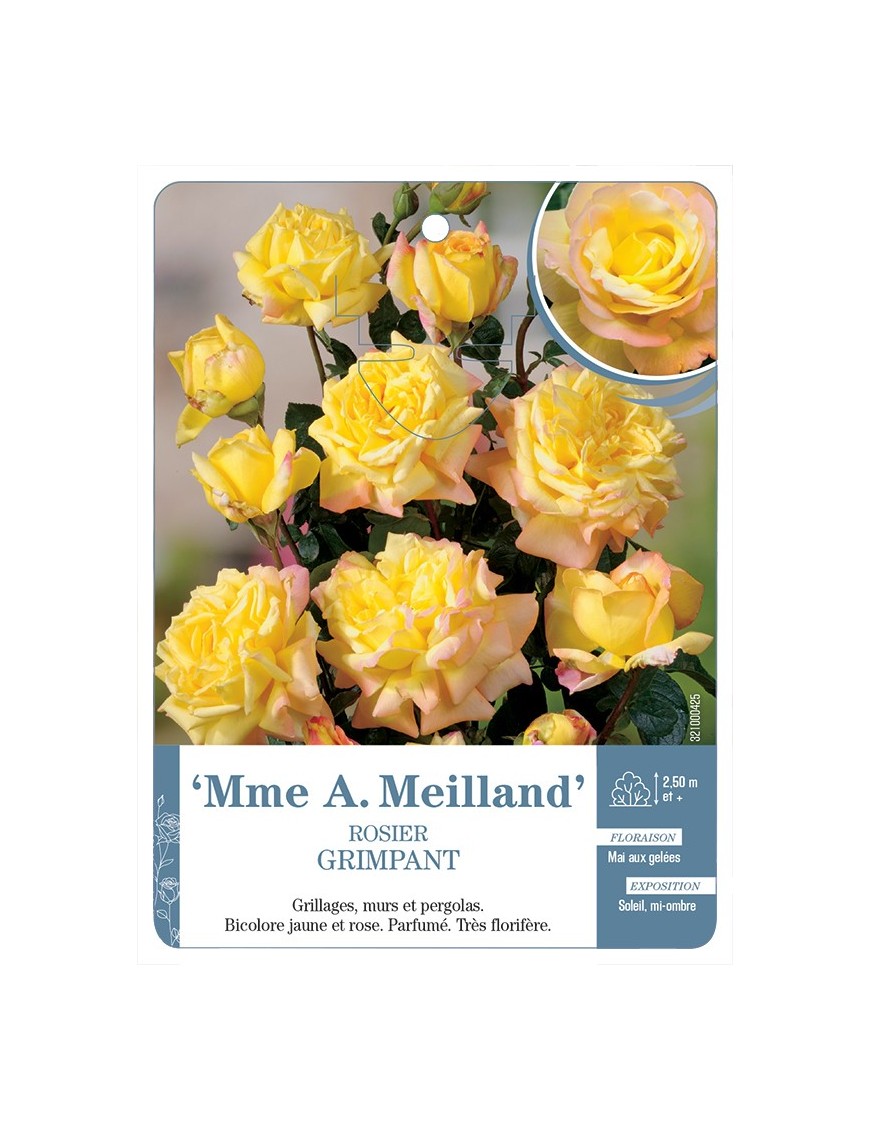 Rosier grimpant MME A. MEILLAND