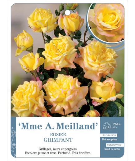 Rosier grimpant MME A. MEILLAND