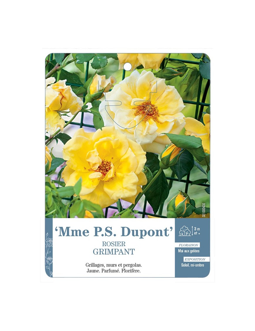 Rosier grimpant MME P.S. DUPONT *