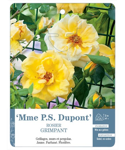 Rosier grimpant MME P.S. DUPONT *