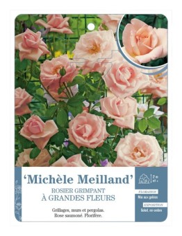 Rosier grimpant MICHÈLE MEILLAND *