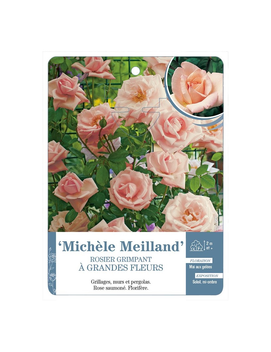 Rosier grimpant MICHÈLE MEILLAND *