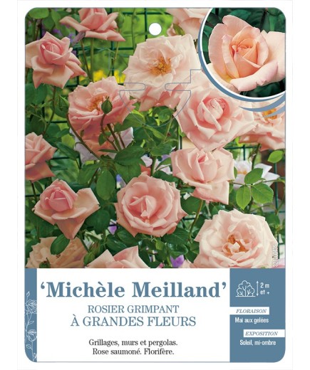 Rosier grimpant MICHÈLE MEILLAND *
