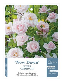 Rosier grimpant NEW DAWN *