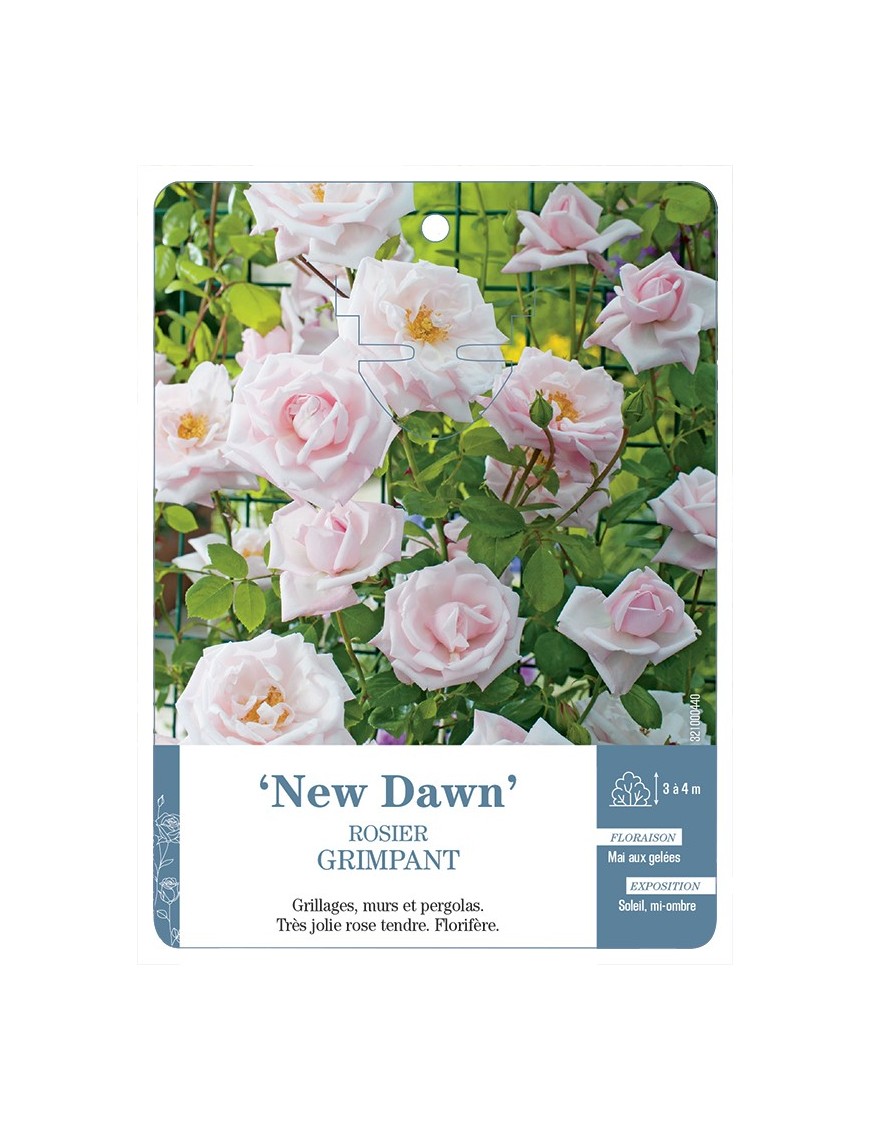 Rosier grimpant NEW DAWN *