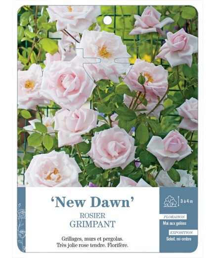 Rosier grimpant NEW DAWN *