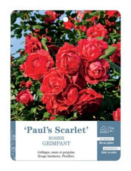 Rosier grimpant PAUL'S SCARLET *
