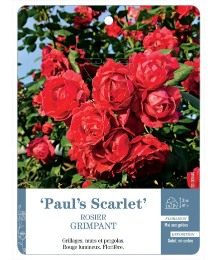 Rosier grimpant PAUL'S SCARLET *