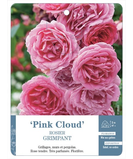 Rosier grimpant PINK CLOUD *