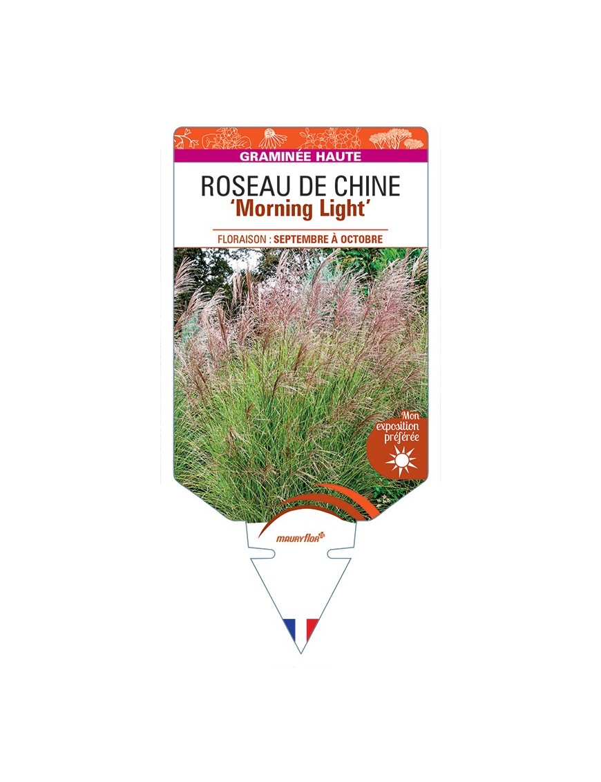 MISCANTHUS sinensis Morning Light voir Roseau de Chine