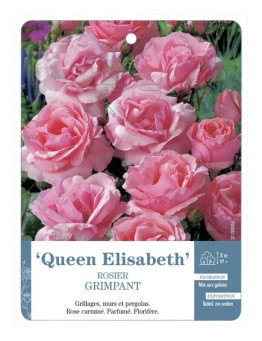Rosier grimpant QUEEN ELISABETH *