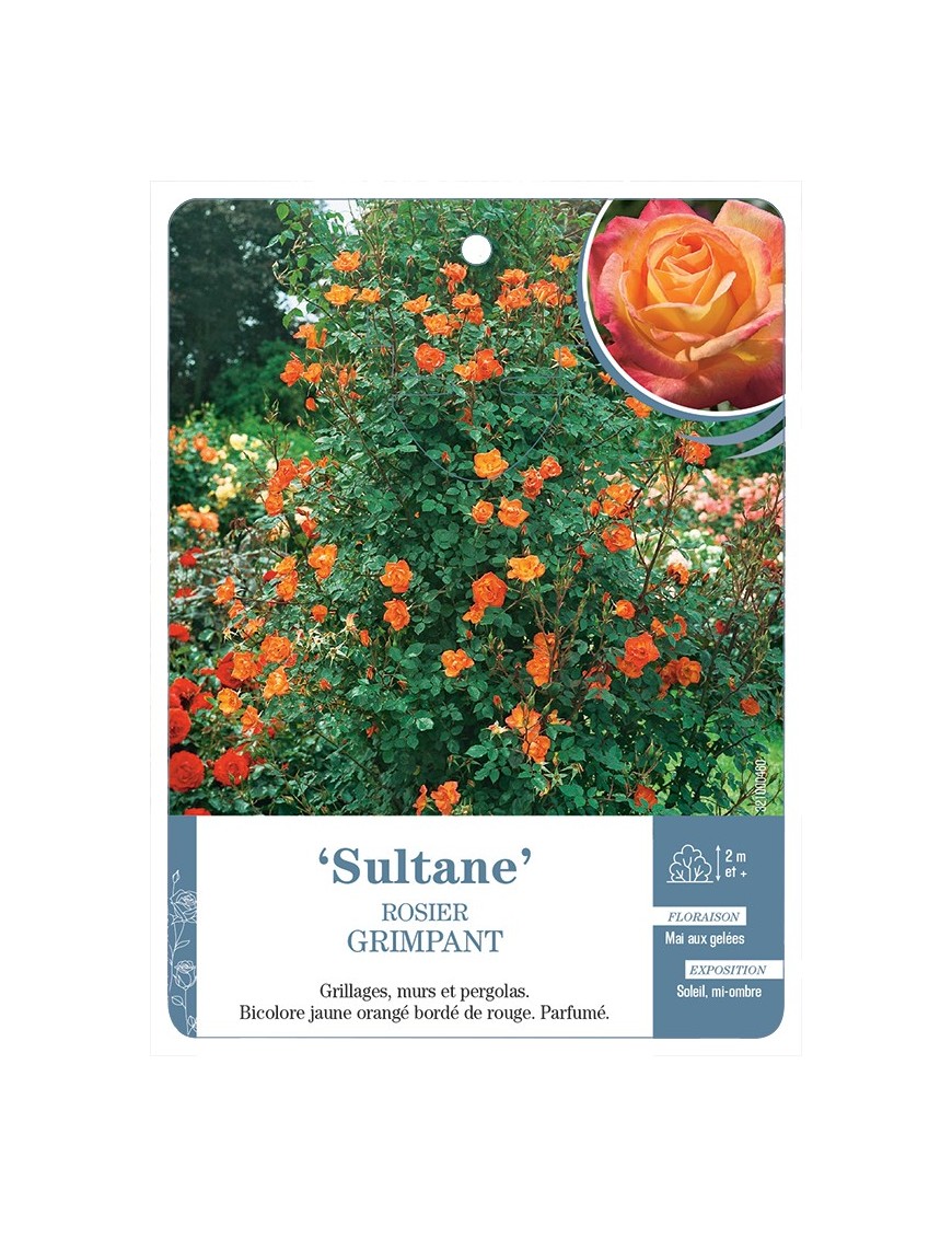 Rosier grimpant SULTANE *