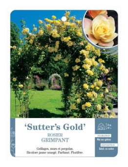 Rosier grimpant SUTTER'S GOLD *