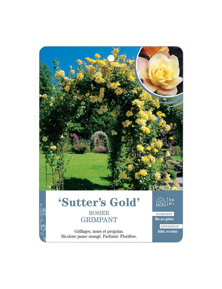 Rosier grimpant SUTTER'S GOLD *