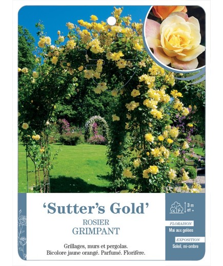 Rosier grimpant SUTTER'S GOLD *