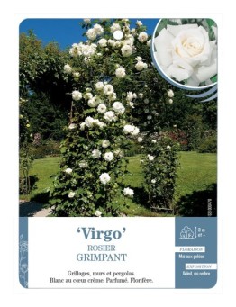 Rosier grimpant VIRGO *