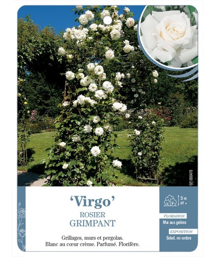 Rosier grimpant VIRGO *