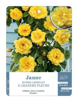 Rosier grimpant JAUNE A GRANDES FLEURS *