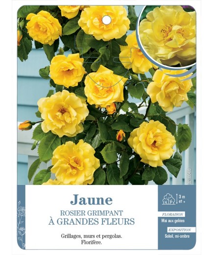 Rosier grimpant JAUNE A GRANDES FLEURS *