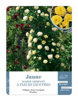 Rosier grimpant JAUNE A FLEURS GROUPEES *