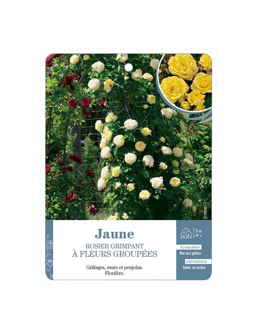 Rosier grimpant JAUNE A FLEURS GROUPEES *