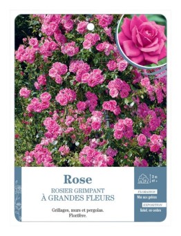Rosier grimpant ROSE A GRANDES FLEURS *