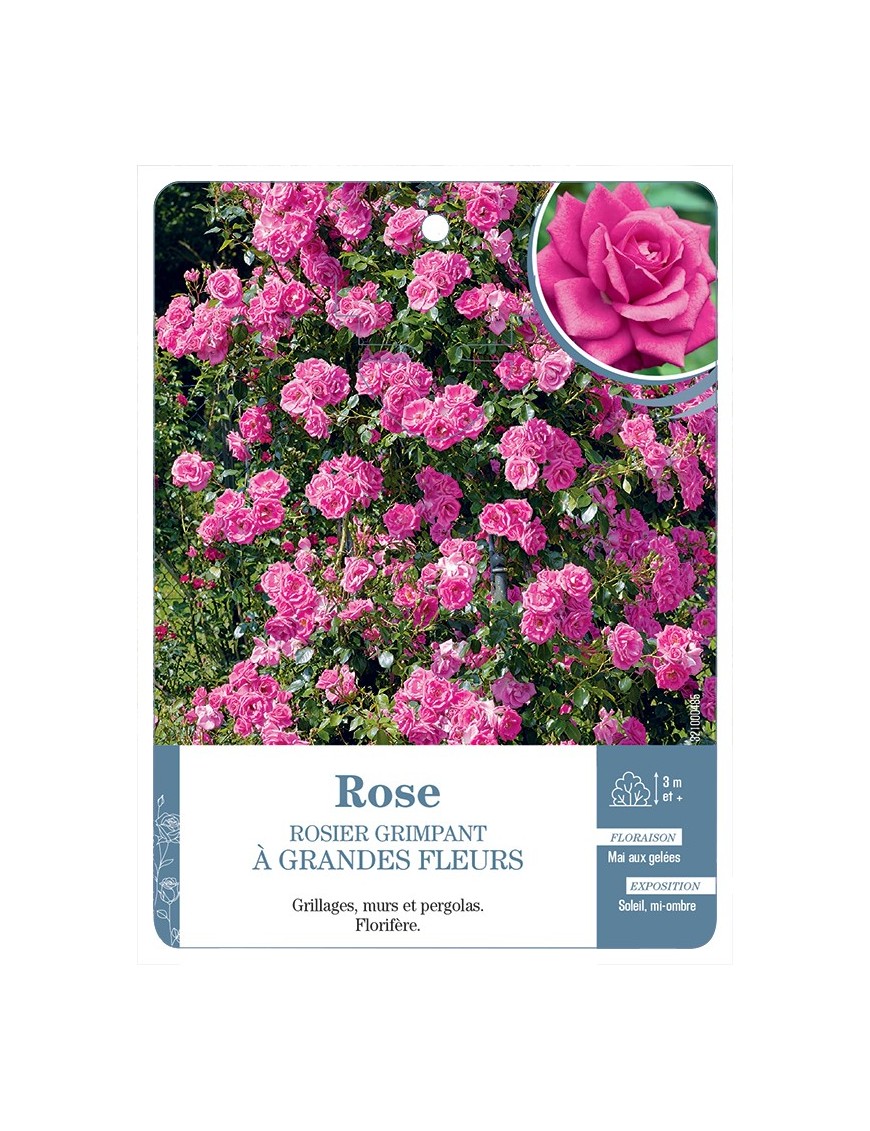 Rosier grimpant ROSE A GRANDES FLEURS *