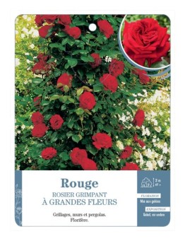 Rosier grimpant ROUGE A GRANDES FLEURS *