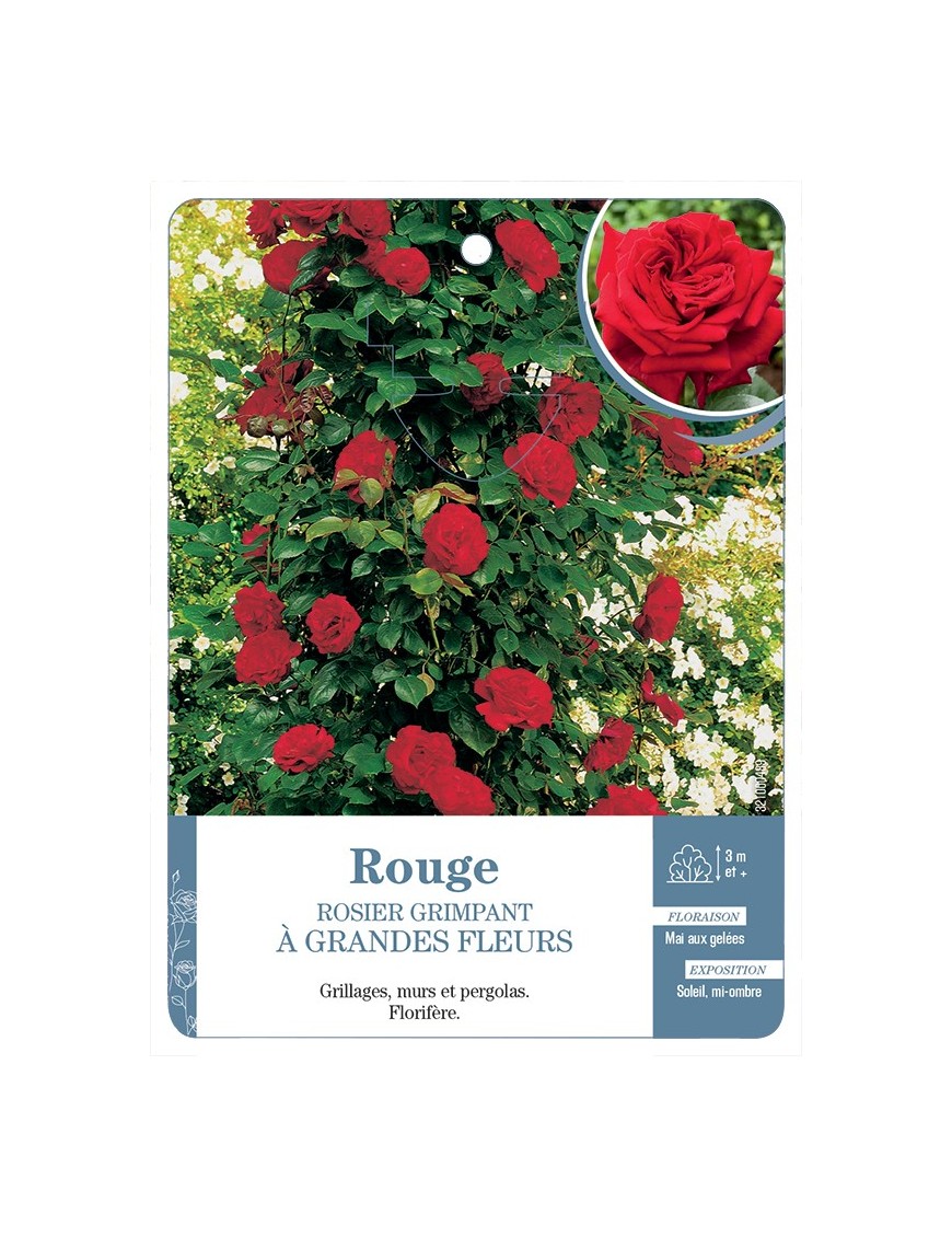 Rosier grimpant ROUGE A GRANDES FLEURS *
