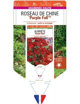 MISCANTHUS sinensis Purple Fall® voir Roseau de Chine