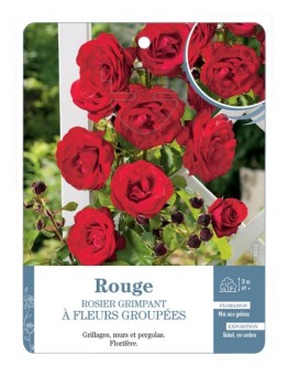 Rosier grimpant ROUGE A FLEURS GROUPEES *
